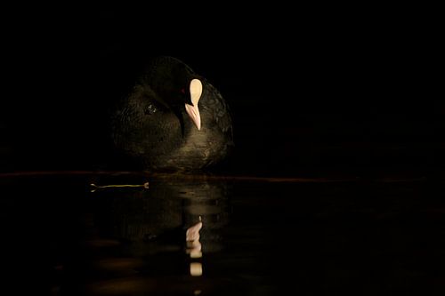 Coot in exact light by Remco Van Daalen