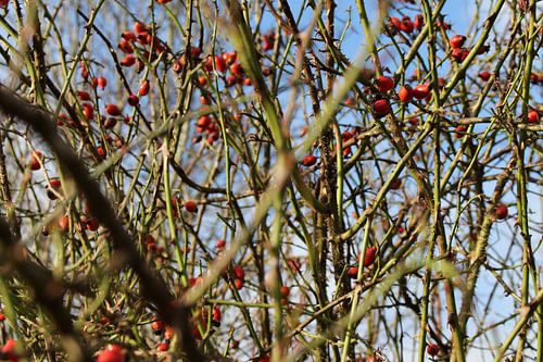 besjes in de stille winter