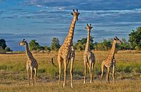 vier Giraffen auf der Reihe von Jürgen Ritterbach Miniaturansicht