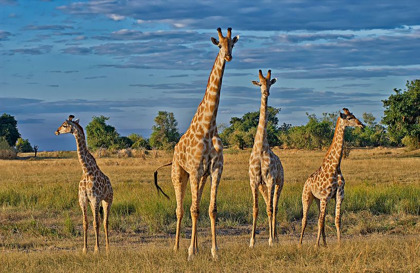 vier Giraffen auf der Reihe von Jürgen Ritterbach