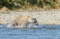 Een grizzly beer van Menno Schaefer thumbnail