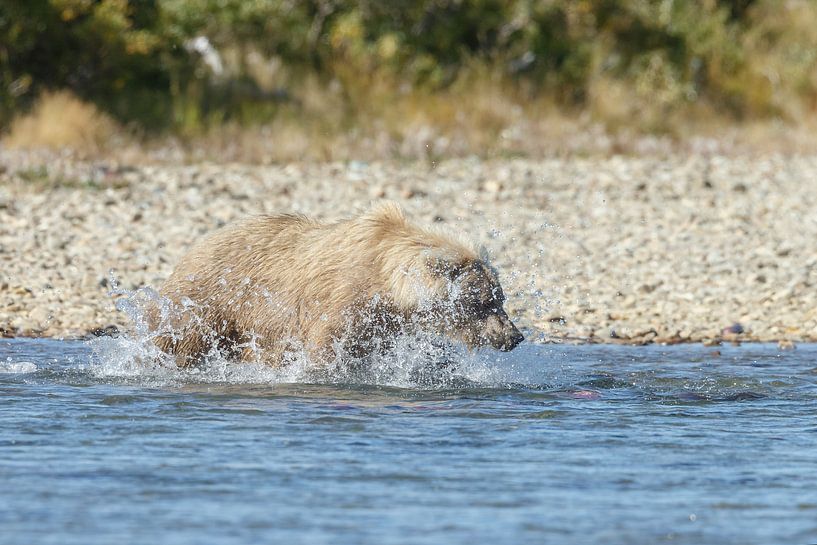 Een grizzly beer par Menno Schaefer