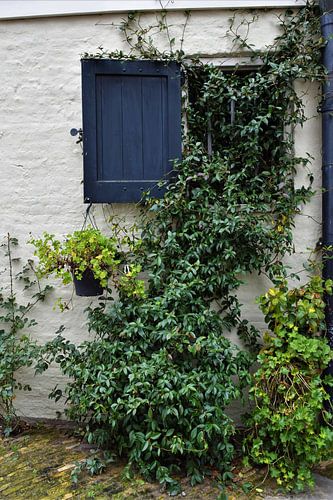 Mur blanc avec volet bleu et plantes vertes