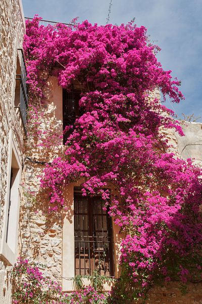 Bougainvillea an einer Wand von Dennis Schaefer