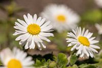Marguerites