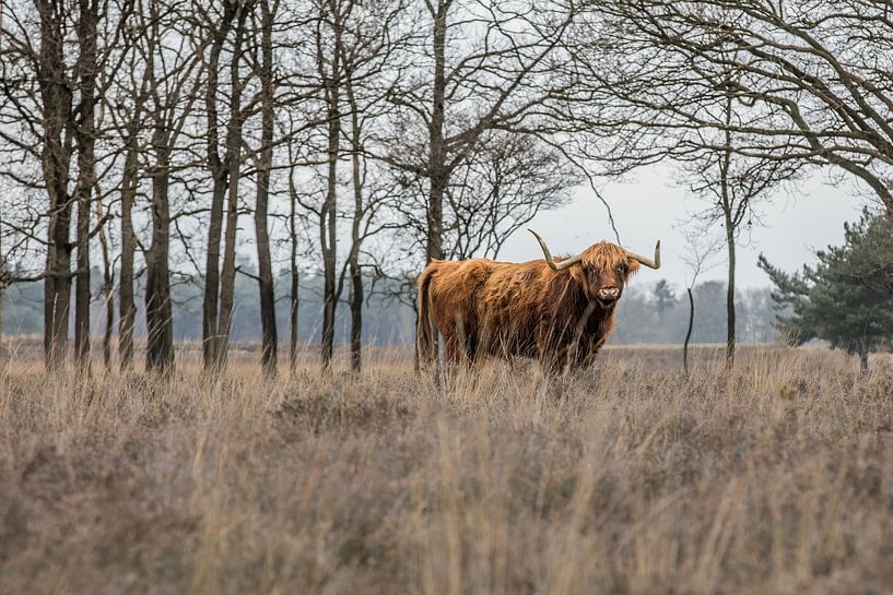 Bizon van Anita Smink