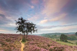 Posbank - Rheden van Jan Koppelaar Fotografie