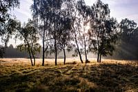 Golden sunbeams through a line of trees in silhouette