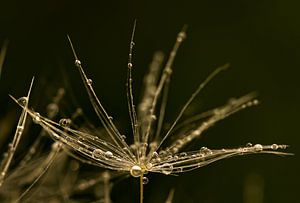 Löwenzahnwanze nach dem Regen