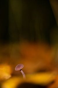 champignon entre les feuilles sur peterheinspictures