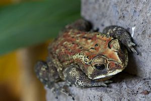 Colorful frog by Jan van Kemenade