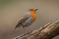 Robin