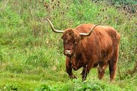 Rotbraune schottische Hochlandrinder in freier Wildbahn im Gras