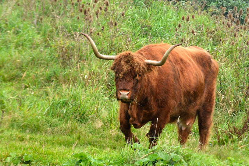 Rood bruine Schotse hooglander runderen in de wilde natuur in het gras van Trinet Uzun
