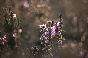 Roze Heide van Jessica Van Wynsberge