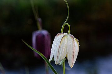 Witte geruite bloem met dauwdruppels van Björn Knauf