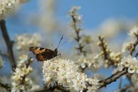 Springtime! ( witte lentebloesem met vlinder) van Birgitte Bergman thumbnail