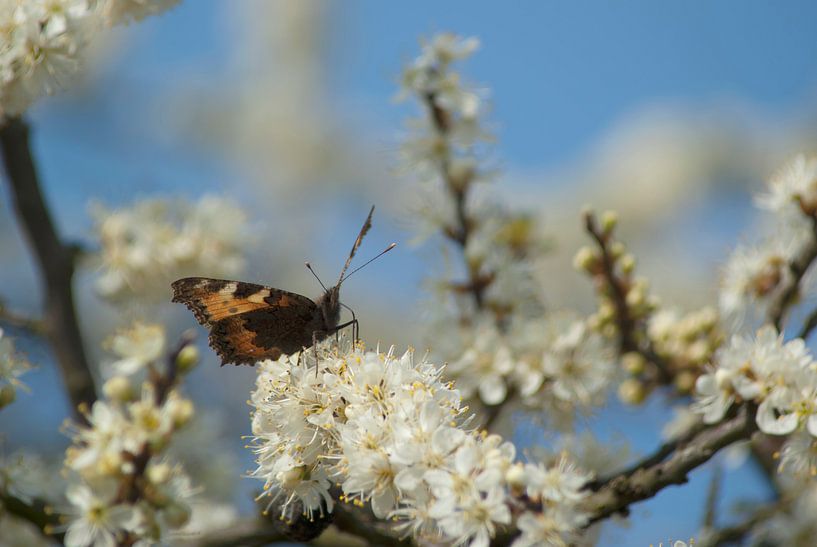 Springtime! ( witte lentebloesem met vlinder) van Birgitte Bergman