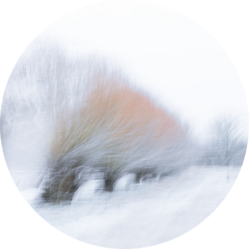 Winter  wilgen (bomen) van Ingrid Van Damme fotografie