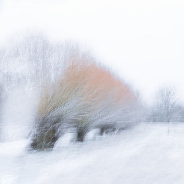 Winter  wilgen (bomen) van Ingrid Van Damme fotografie