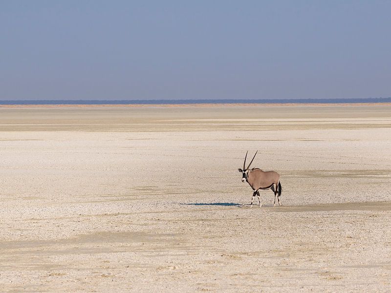 Alleen op de wereld van Omega Fotografie