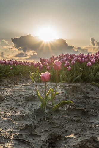 Tulpen tussen de zonnestralen
