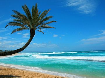 Mooie palmboom op een strand in Hawaii van Thomas Zacharias