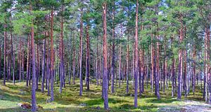 Panorama finnischer Nadelbäume: Eine bezaubernde Waldlandschaft