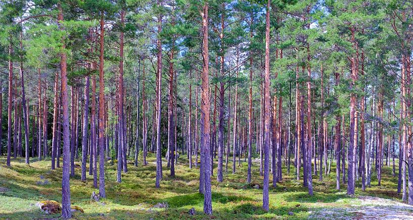 Panorama finnischer Nadelbäume: Eine bezaubernde Waldlandschaft von Roger VDB