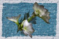 (CA002)   Bloemen op de blauwe muur