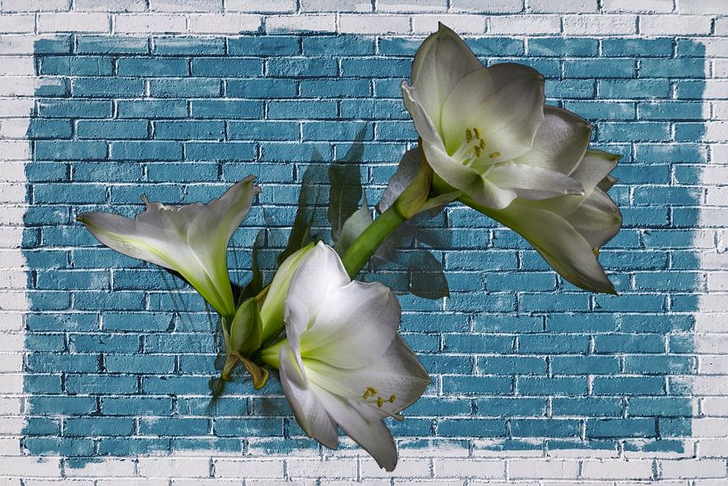 Fleurs sur le mur bleu par didier de borle