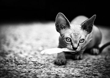 Sphynx cat by Sara in t Veld Fotografie