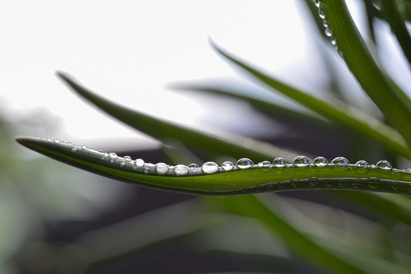 Drops by Esther van Dijk