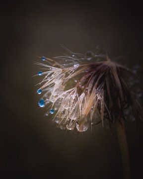 Blue drops dandelion dark & moody van Sandra Hazes