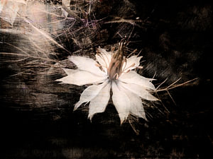 Nigella damascena  zarte Schönheit