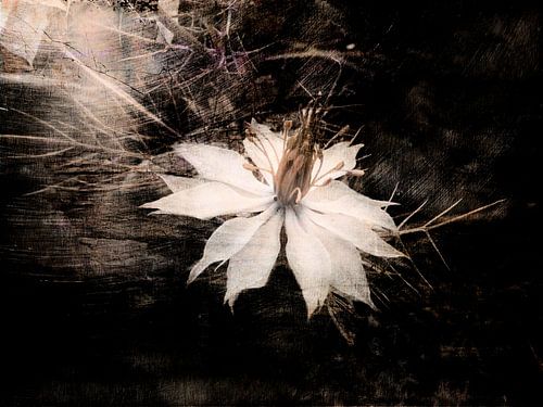 Nigella damascena : une beauté délicate