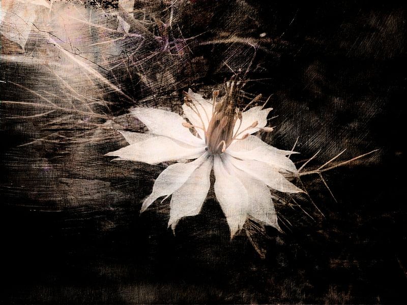 Nigella damascena  zarte Schönheit von Claudia Gründler