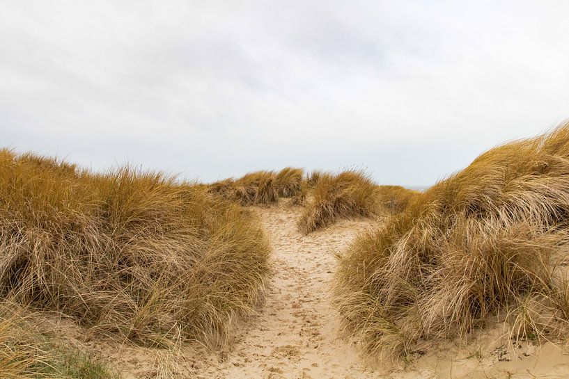 Dune landscape by Anna Thiessen
