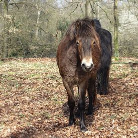 Pony in begrazingsgebied Brobbelbies von richard de bruyn