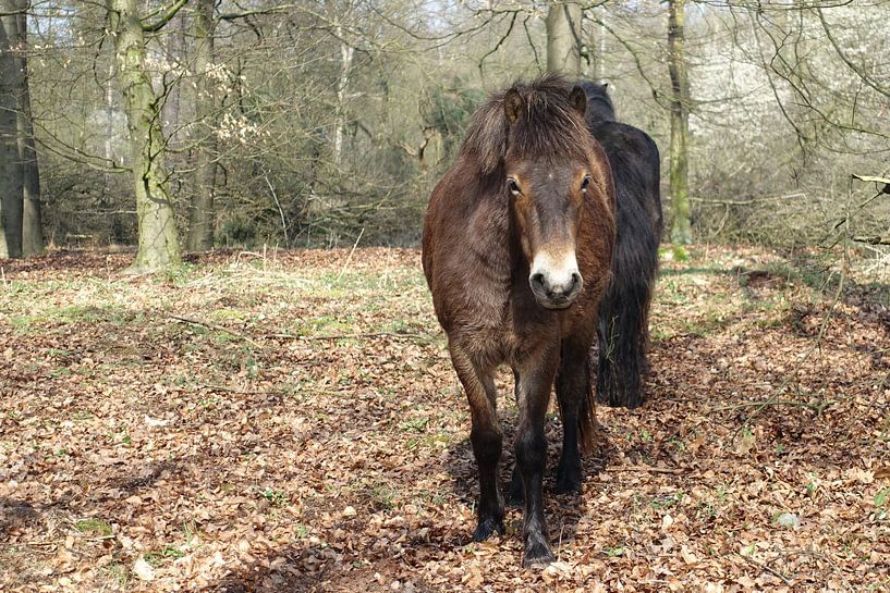 Pony in begrazingsgebied Brobbelbies par richard de bruyn