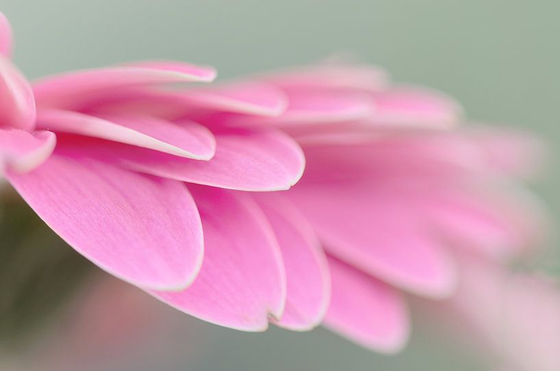 Gerbera rosa von Kim Hiddink