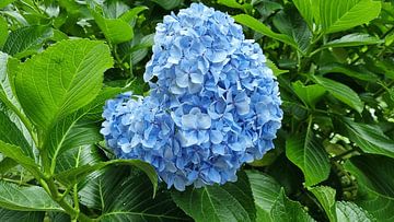 Blauwe hortensia bloem van MB_design