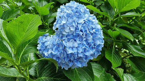 Blue hydrangea flower