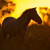 Silhouet paard tijdens zonsondergang van Anton de Zeeuw