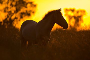 Silhouet paard tijdens zonsondergang van Anton de Zeeuw