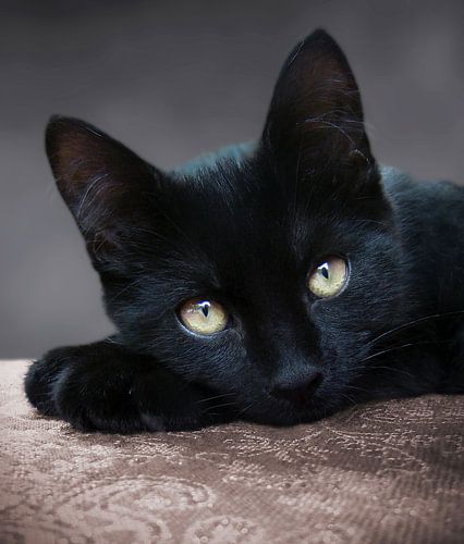 Traumhafter Atlas von Elo Mars