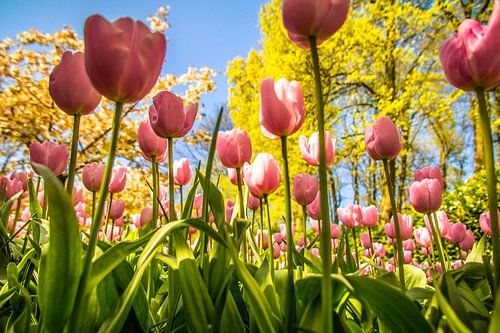 Prachtige roze tulpen