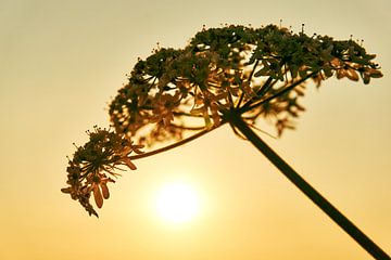 Uitgebloeide bloem van Harry Wedzinga