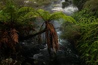 Jungle vibes in New Zealand by Nynke Altenburg thumbnail