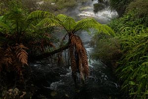 Dschungel-Vibes in Neuseeland